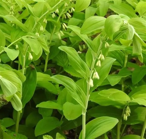 Salamon, plante locale
