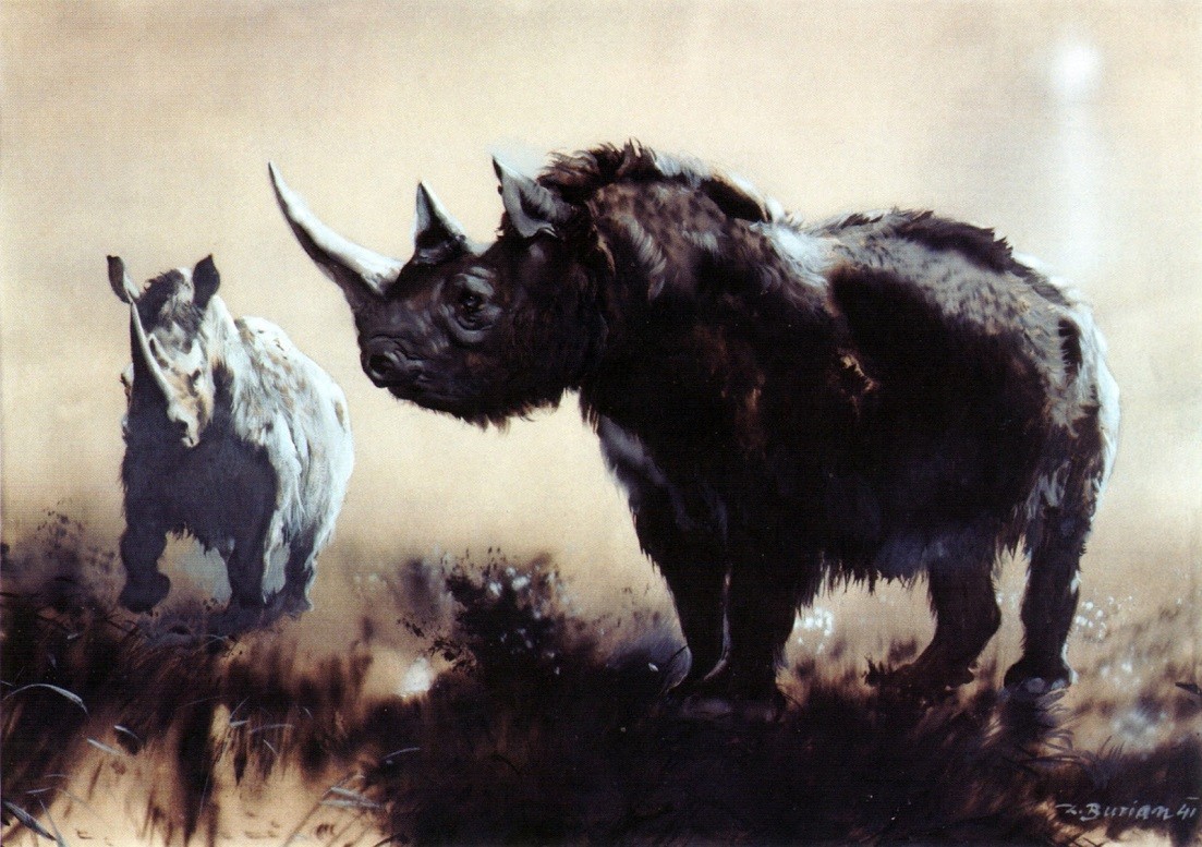 rhinoceros laineux
