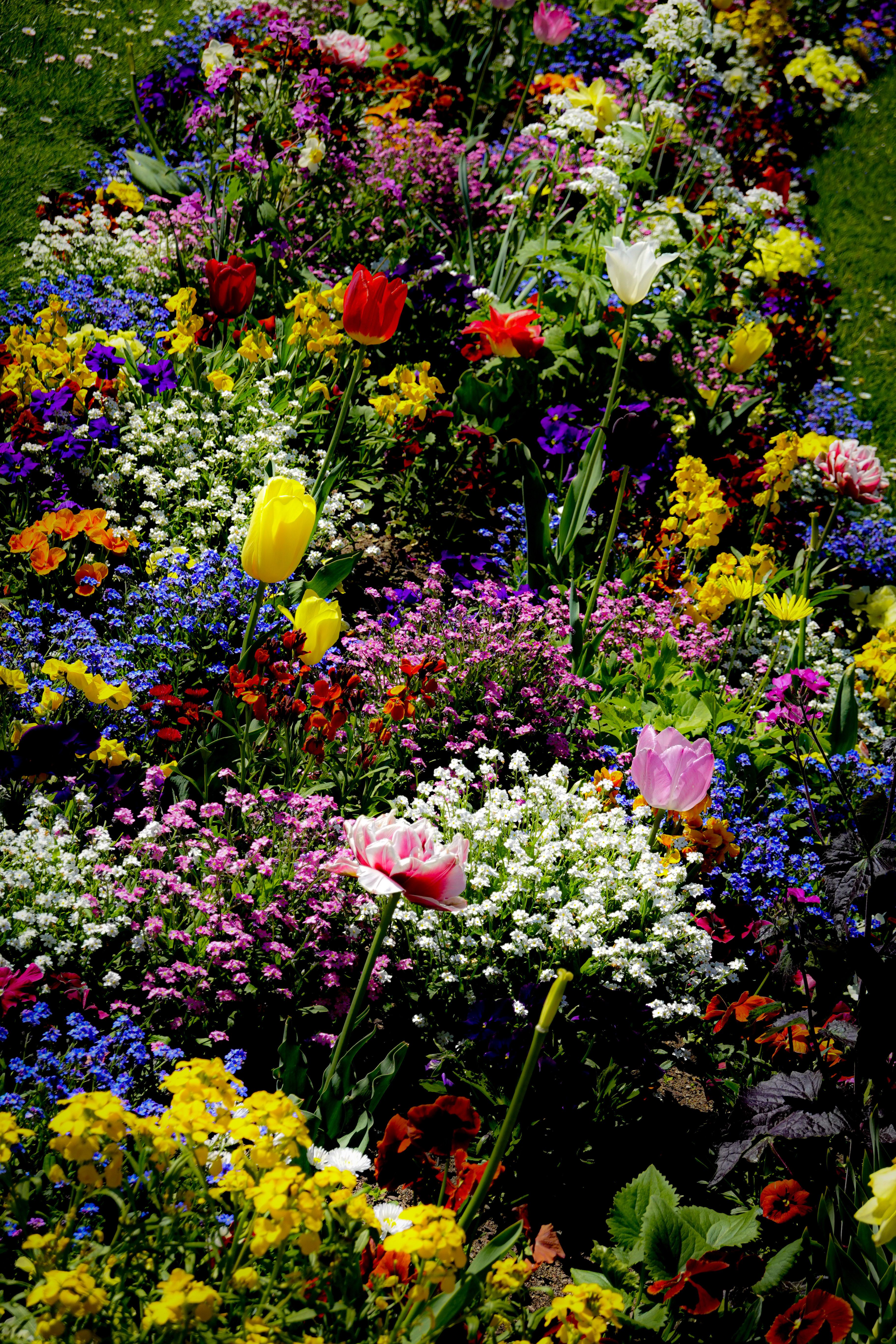 Planche botanique d'une fleur de la flore locale